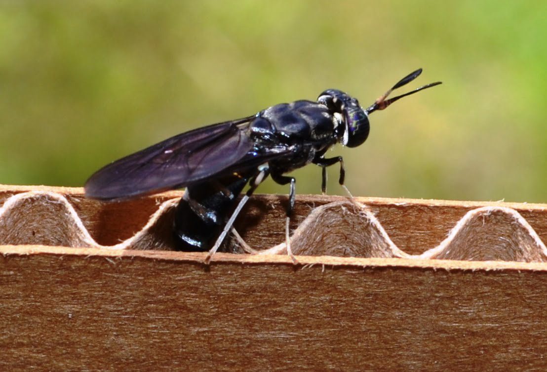 Soldier Fly - Pet Food Soldier Fly - Pet Food