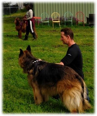 Dog Behavioural Consultations - Darran Rowe - Mindfulness4dogs Dog Behavioural Consultations - Darran Rowe - Mindfulness4dogs