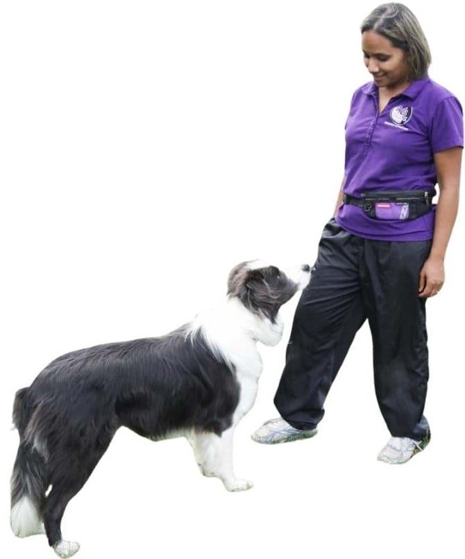Basic Obedience - Mindful Manners - Mindfulness4dogs Basic Obedience - Mindful Manners - Mindfulness4dogs